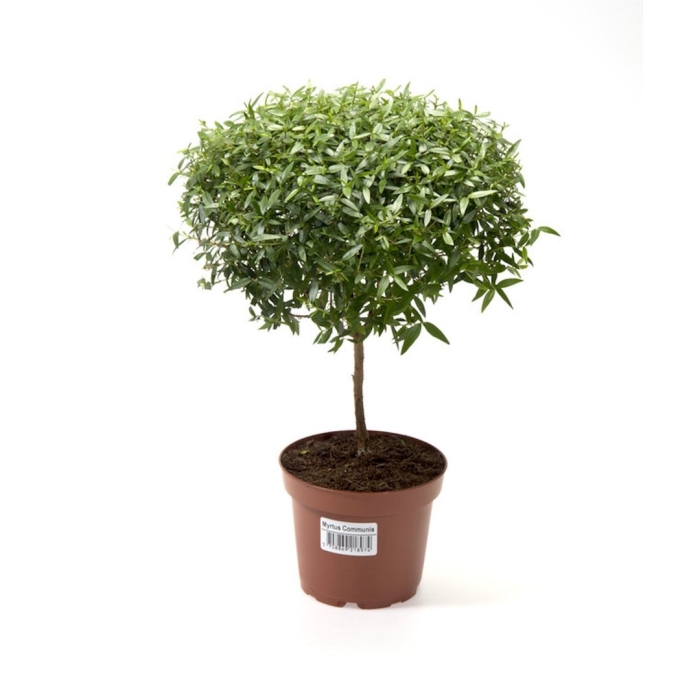 Мирт коммунис