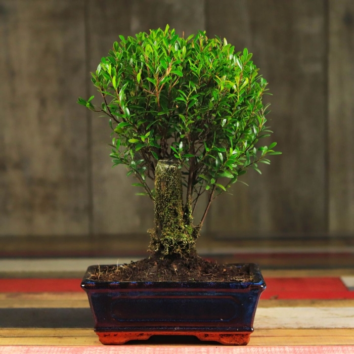 Самшит бонсай