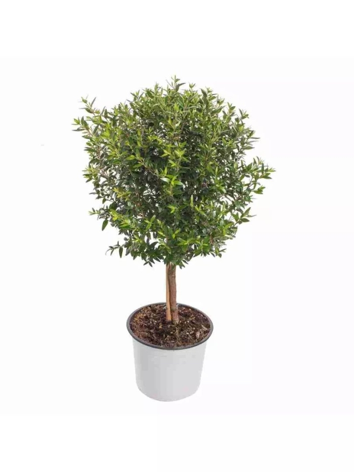 Мирт обыкновенный штамб