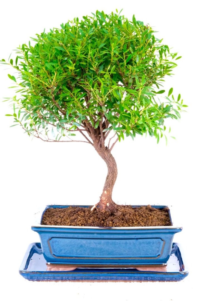 Серисса бонсай