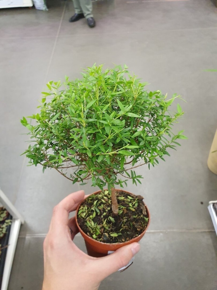 Мирт комнатный