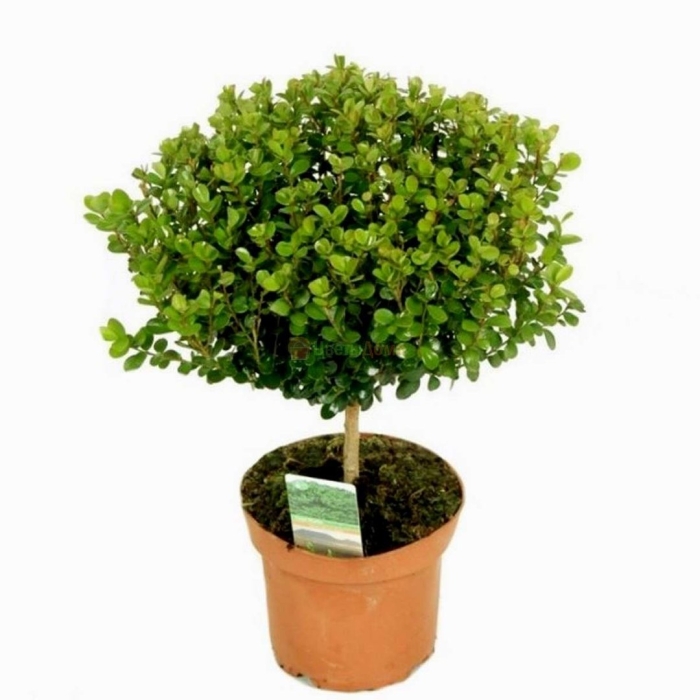 Мирсина африкана