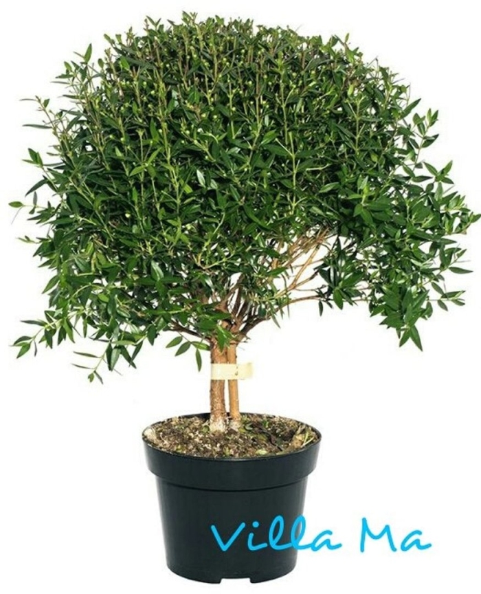 Мирта цветок комнатный