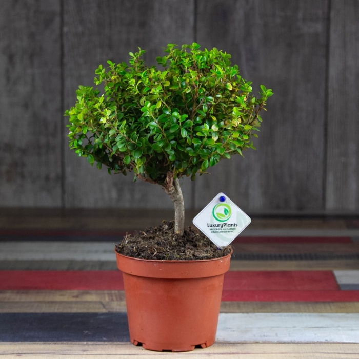 Мирсина африканская штамбовая