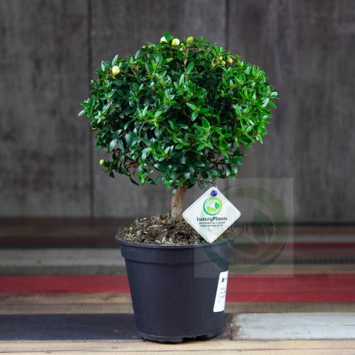 Мирта растение