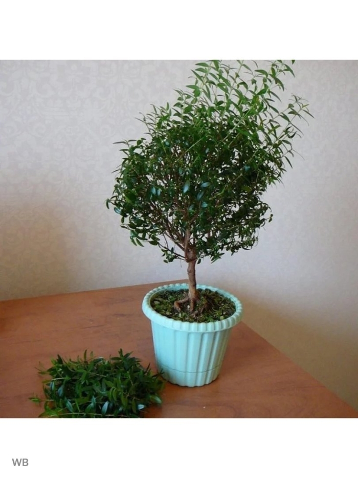 Цветок мирт