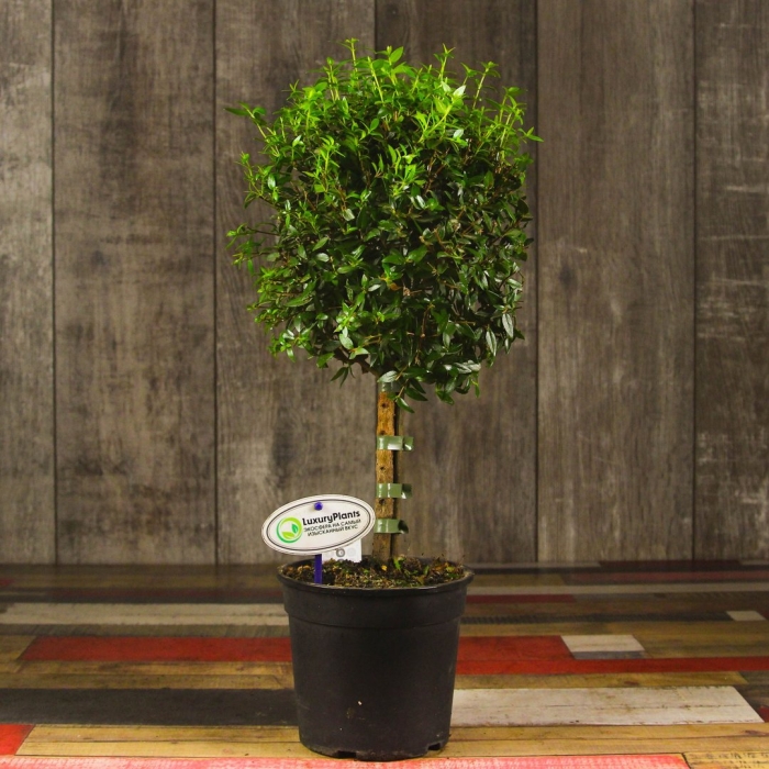 Пахира акватика дерево счастья