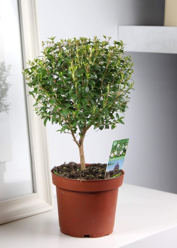 Мирт штамбовый