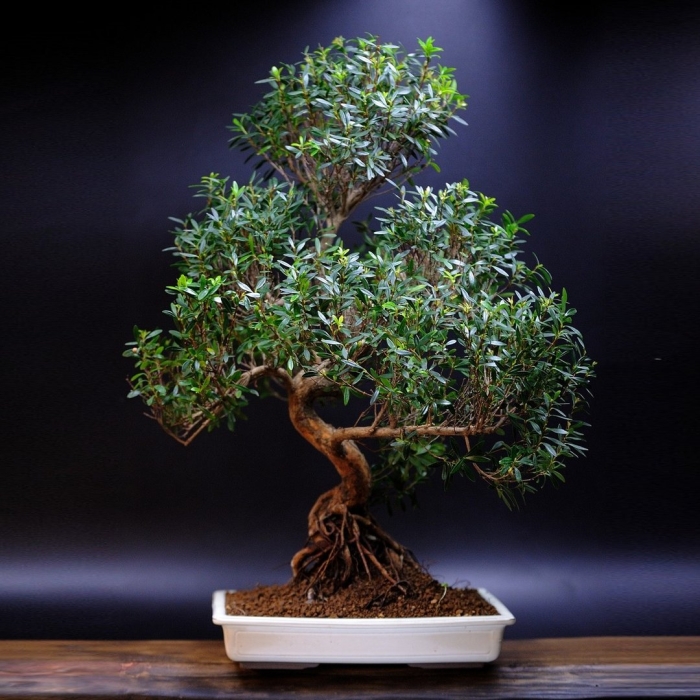 Олива бонсай