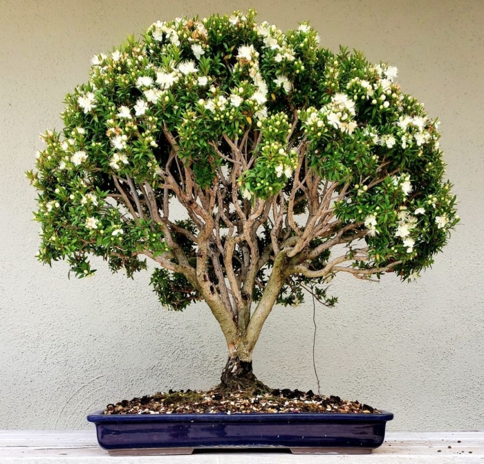 Гардения бонсай