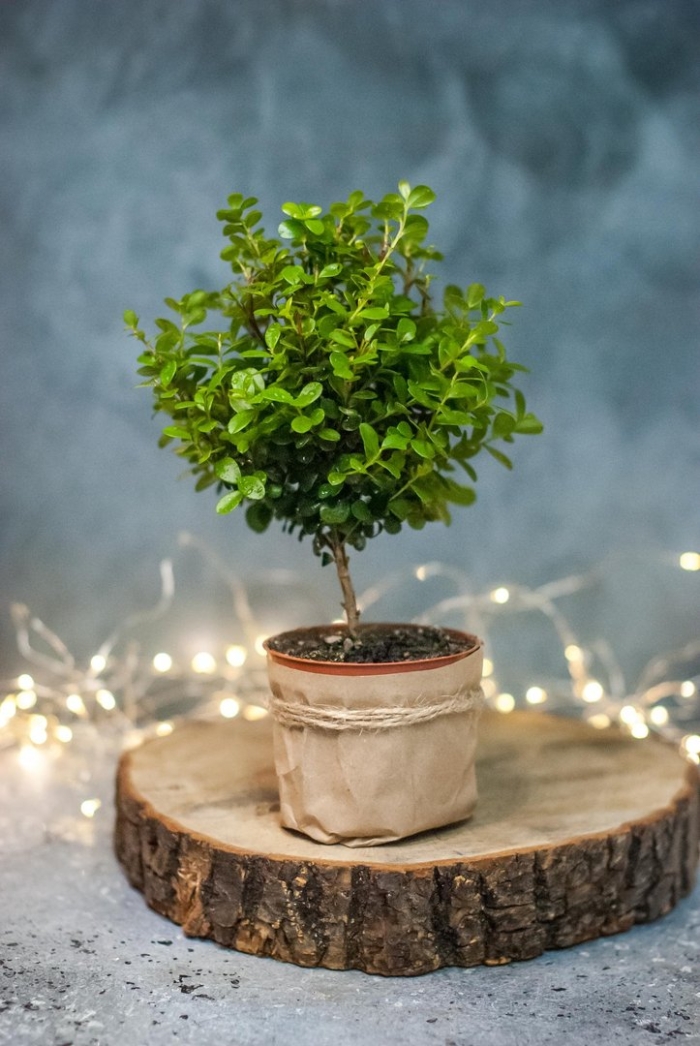 Мирсина бонсай