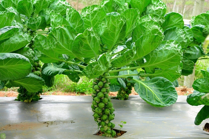 Брюссельская капуста выращивание в открытом грунте