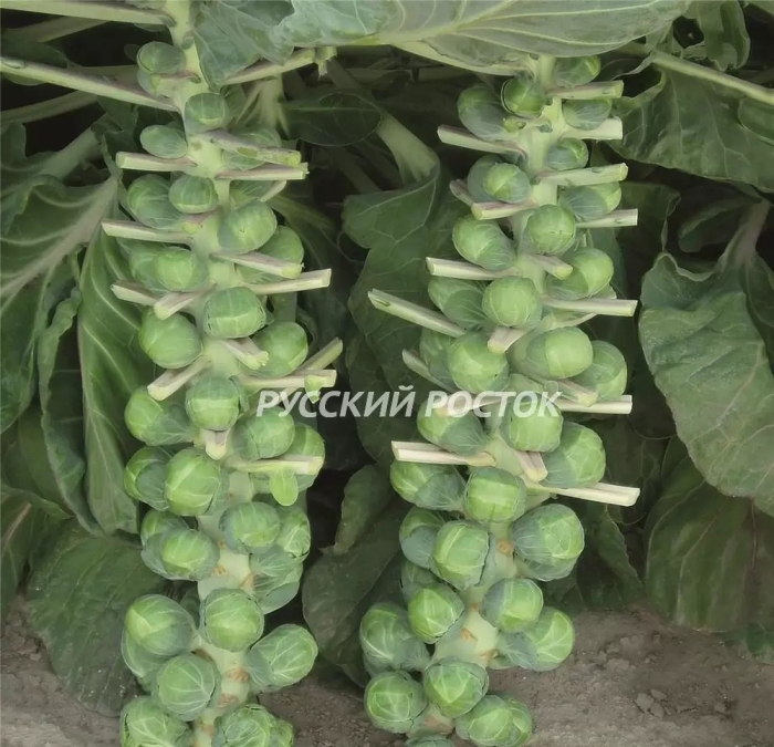 Брюссельская капуста рассада