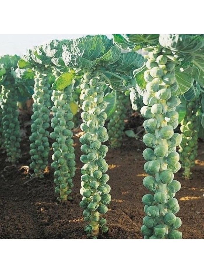 Капуста брюссельская лонг айленд