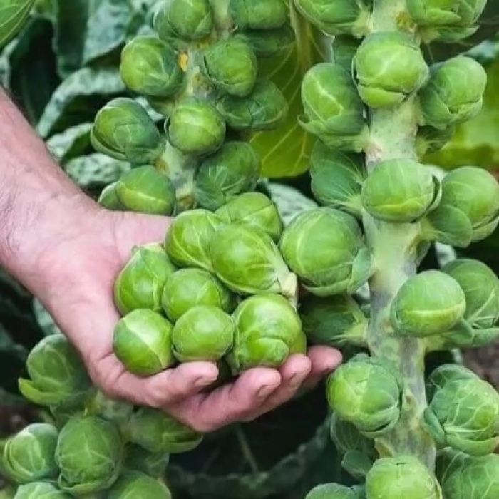 Капуста брюссельская геркулес