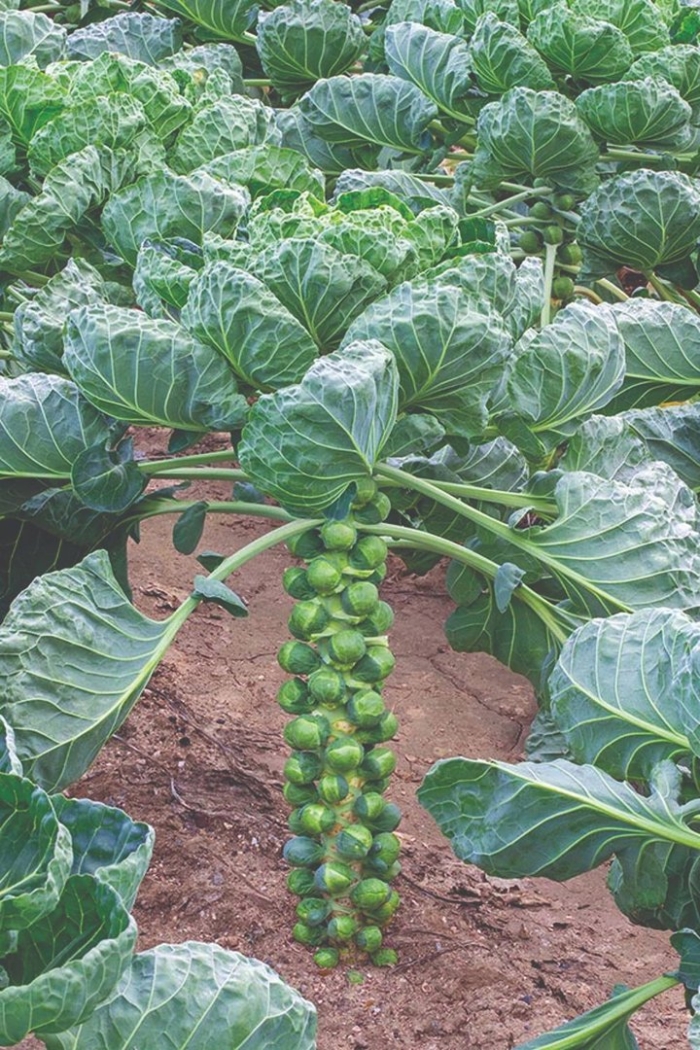 Брюссельская капуста выращивание в открытом грунте