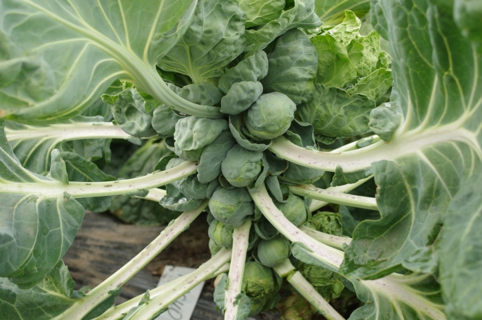 Капуста брюссельская касио
