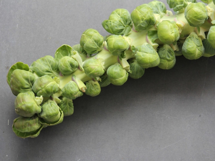Капуста брюссельская геркулес