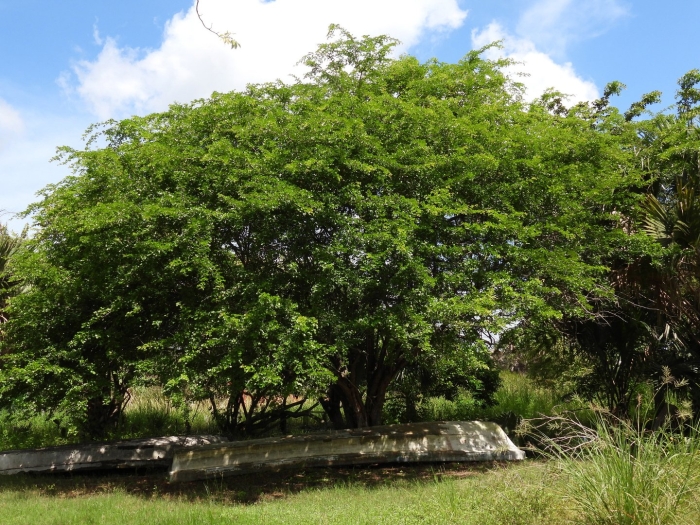 Haematoxylum campechianum