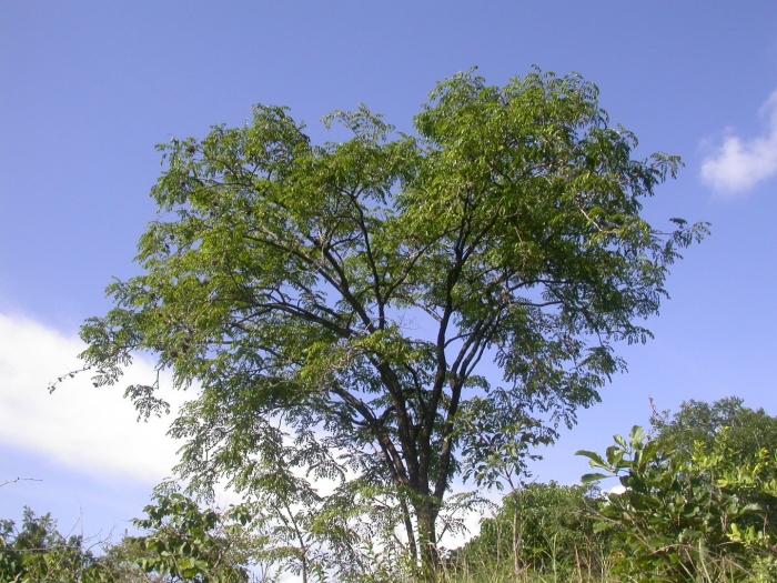 Pterocarpus angolensis