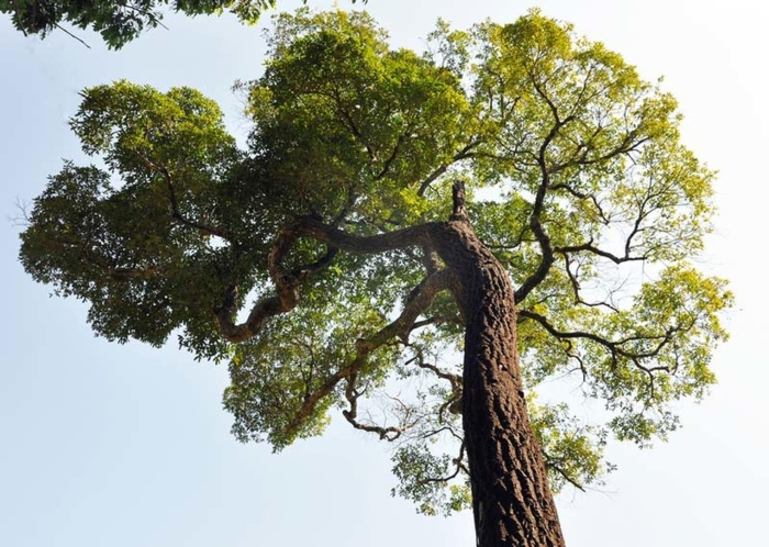 Кебрачо дерево