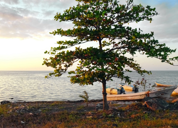 Кампешевое дерево в мексике