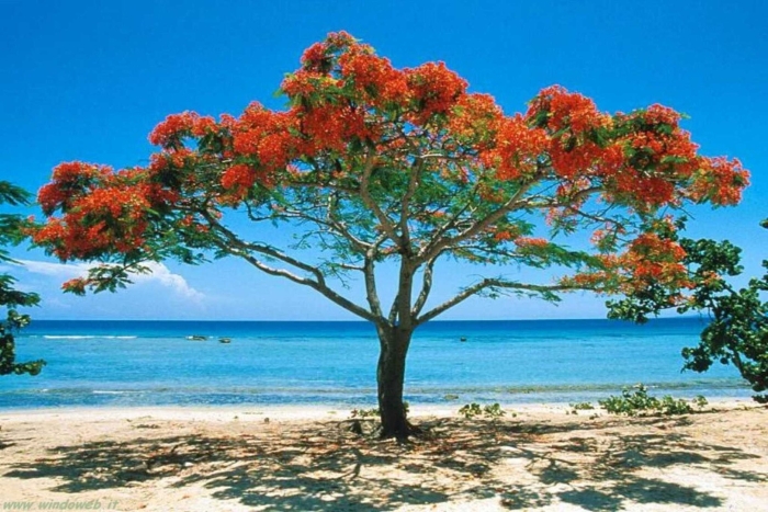 Огненное дерево делоникс королевский