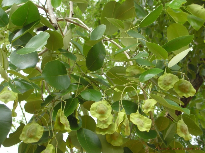 Pterocarpus santalinus