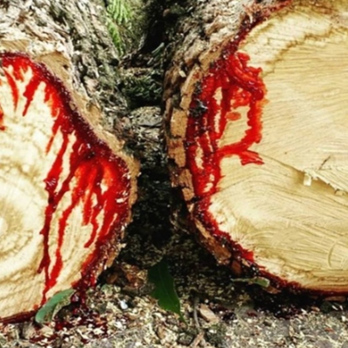 Смола дерева кровь дракона