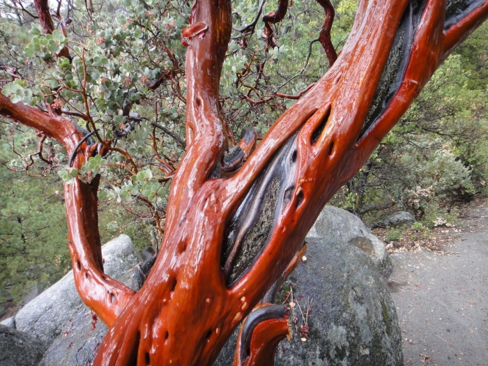 Земляничник мелкоплодный крым