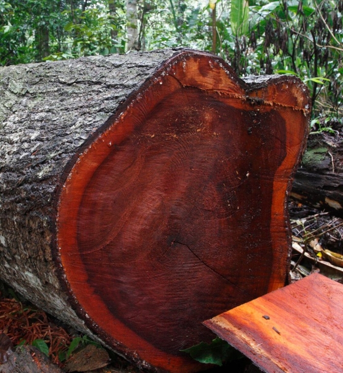 Махагони дерево красное