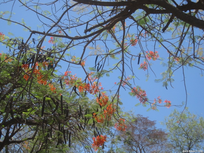 Дерево делоникс