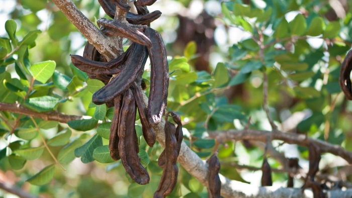 Цератония рожковое дерево