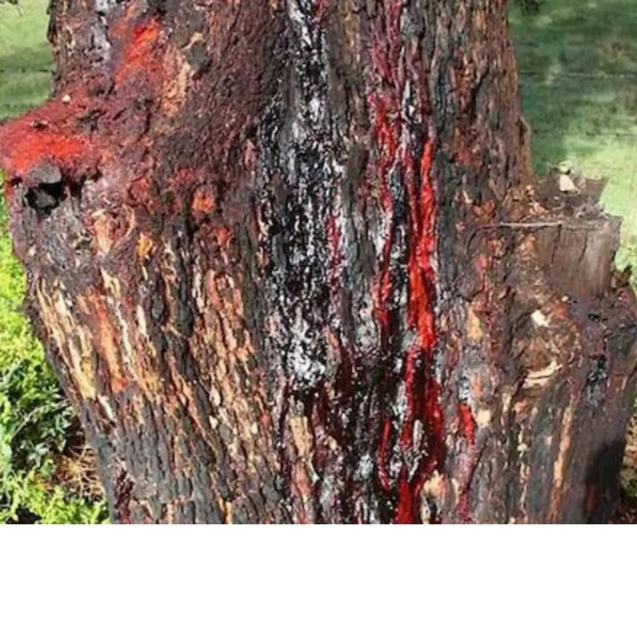 Кровавое дерево