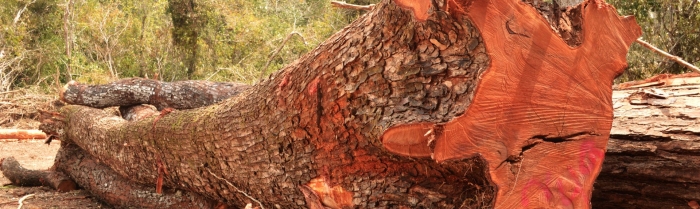 Красное махагониевое дерево