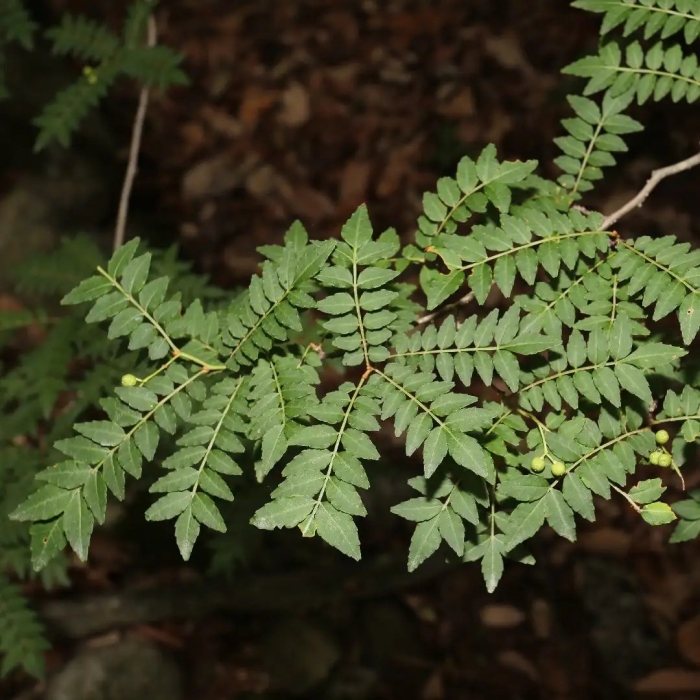 Zanthoxylum piperitum