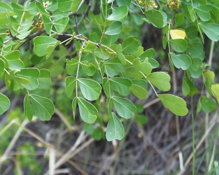 Гваякум guaiacum officinale