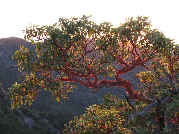 Arbutus tree