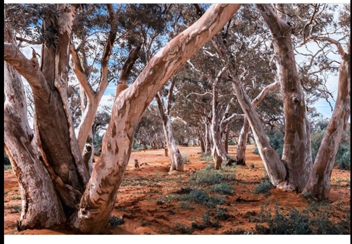 Низкорослые эвкалипты австралии