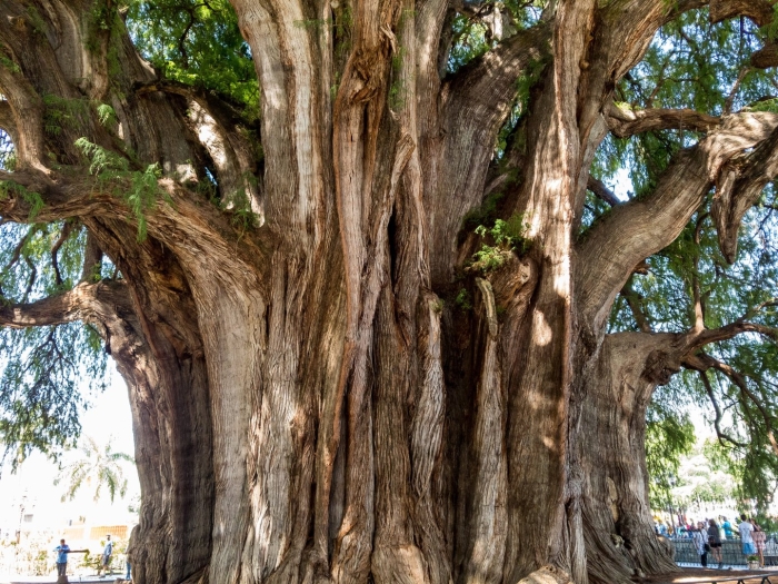 Таксодиум мексиканский дерево туле