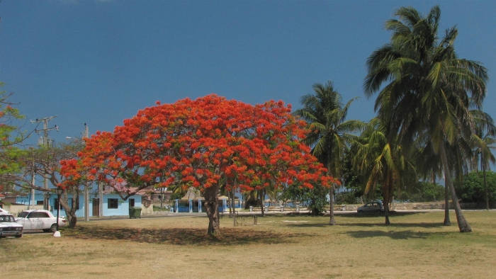 Flamboyant tree