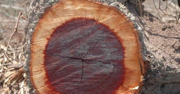 Кебрачо в южной америке