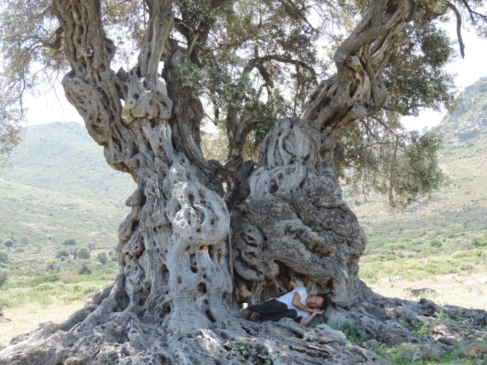 Old olive tree