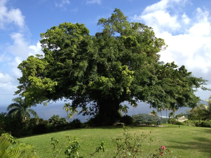 Флора ямайки