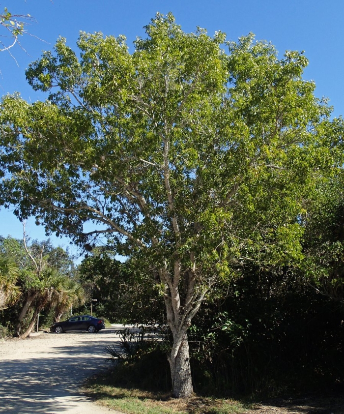 Quercus ithaburensis