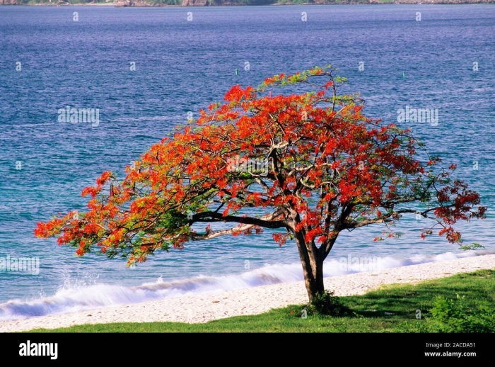 Делоникс королевский дерево