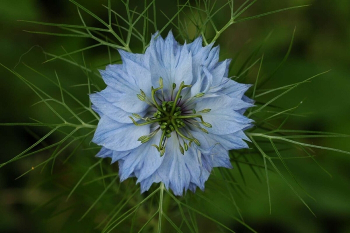 Нигелла дамасская