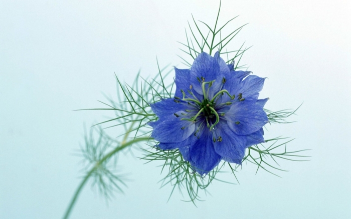 Нигелла дамасская голубая