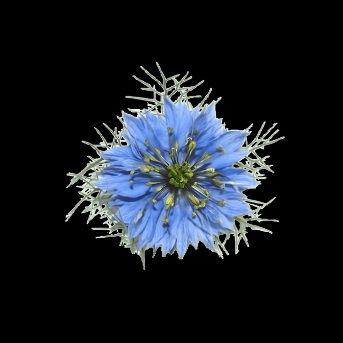 Тмин черный (нигелла)