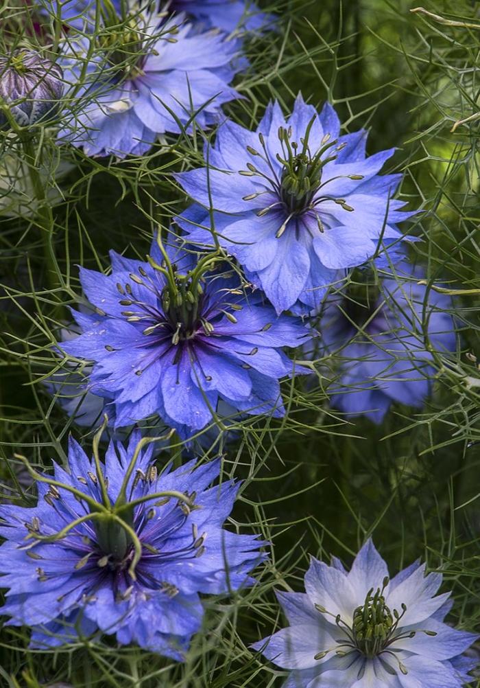 Нигелла дамасская голубая